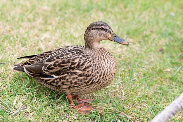 Canard colvert (Anas platyrhynchos) femelle pieds debout sur l'herbe