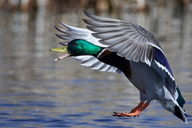 Canard colvert (Anas platyrhynchos)