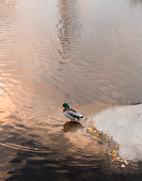 Un canard colvert anas platyrhynchos