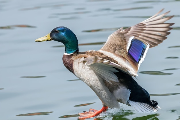 Canard colvert atterrissant sur l'eau