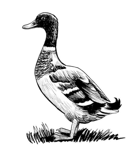 Canard colvert Dessin noir et blanc à l'encre