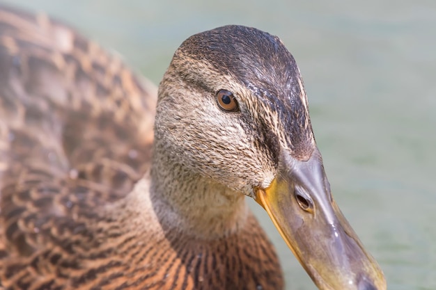 Canard colvert femelle Close Up.