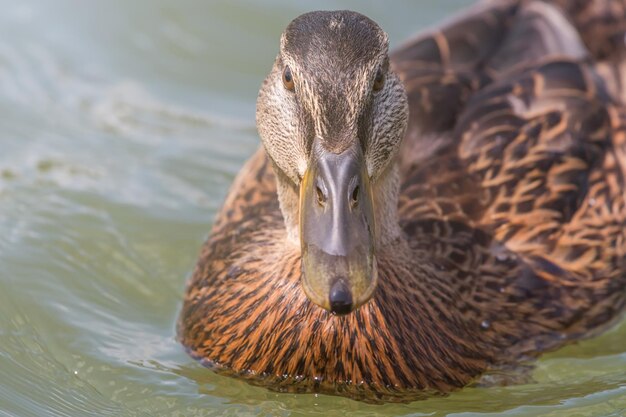 Canard colvert femelle Close Up.