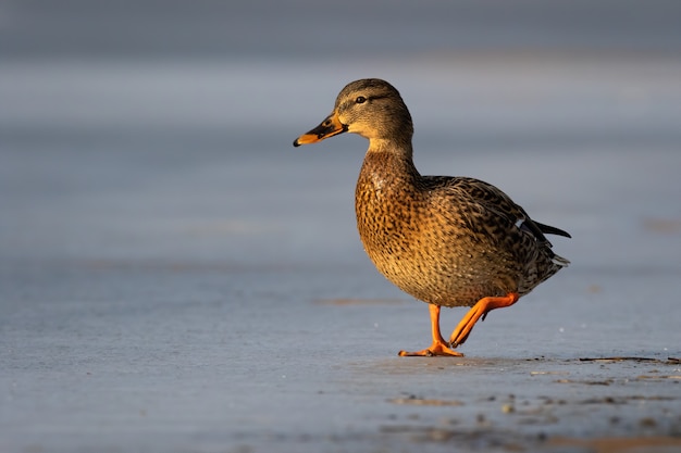 Photo canard colvert femelle s'approchant sur le jet d'eau gelée dans la lumière du matin d'hiver