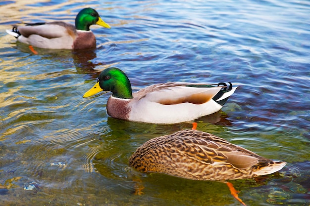 canard colvert flottant dans un lac