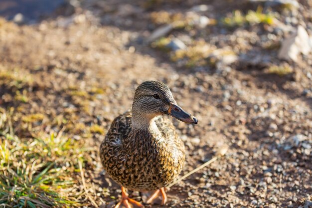 Canard Colvert Incroyable Sur Le Lac Des Montagnes