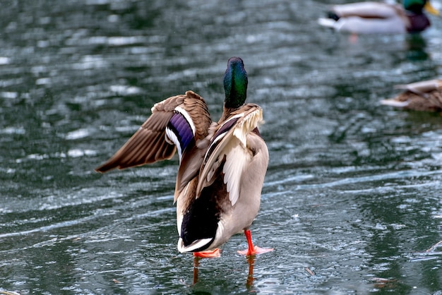 Un canard colvert mâle marchant sur un étang glacé