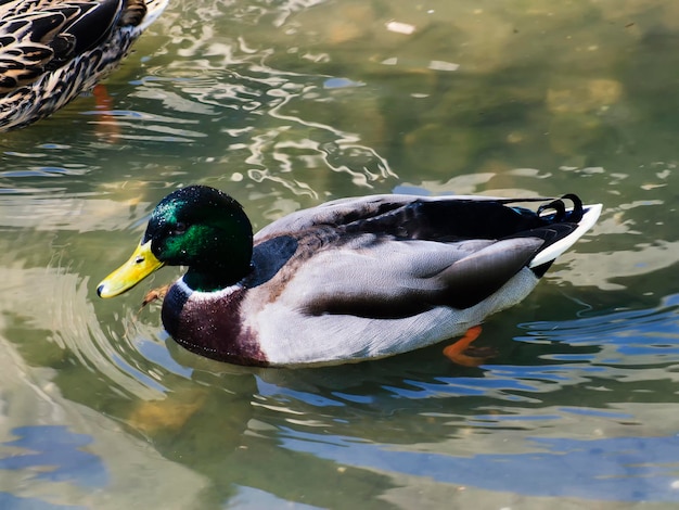 Canard colvert mâle sur le parc de la ville