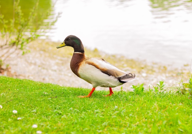 Le canard colvert mâle se promène sur la rive du lac Anas platyrhynchos