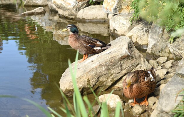 Canard colvert mâle se reposant sur une pierre