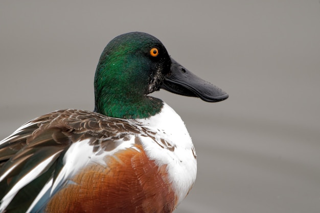 Canard colvert près du lac pendant la journée