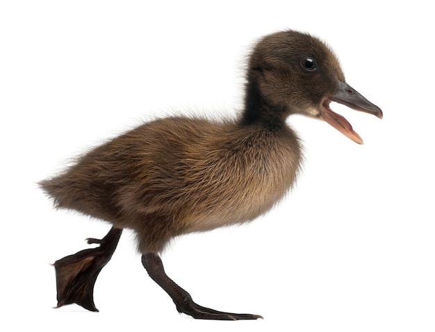 Photo le canard colvert ou sauvage (anas platyrhynchos), est un canard barboteur - anas platyrhynchos