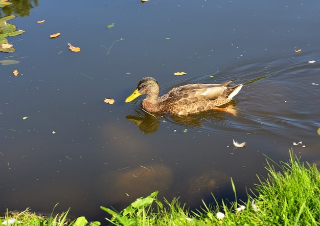 Canard colvert sauvage