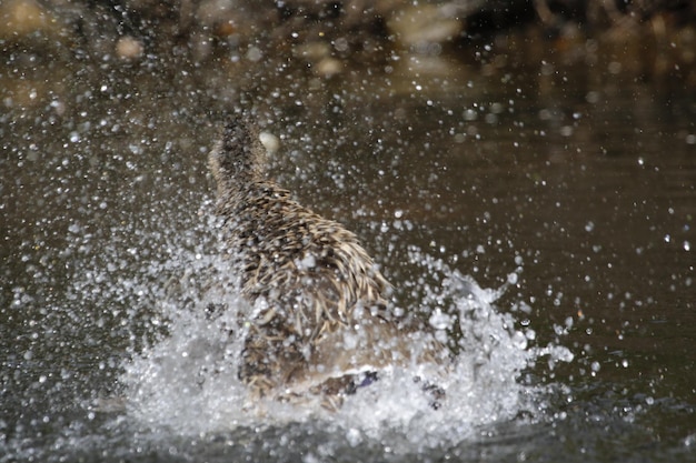 Canard colvert se baignant dans la rivière