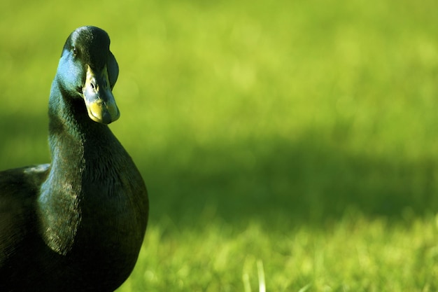 Canard colvert