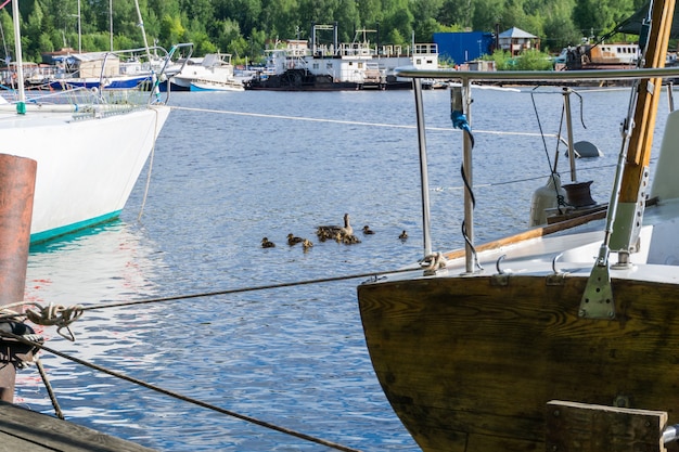 Canard avec une couvée de canetons nager parmi les navires amarrés dans la marina