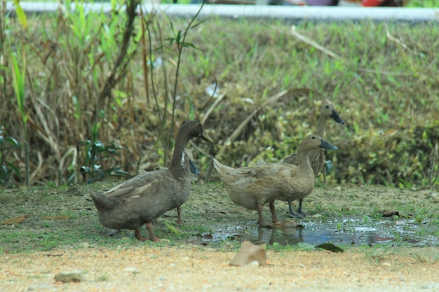 canard dans la cour