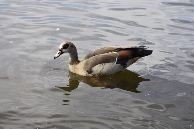 Canard dans l&#39;eau