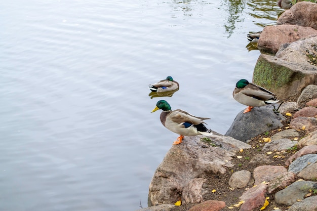 Canard dans l'étang du parc. Oiseaux assis sur des pierres. Côte du lac.