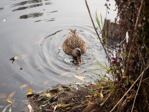 canard dans l'étang a mis sa tête sous l'eau