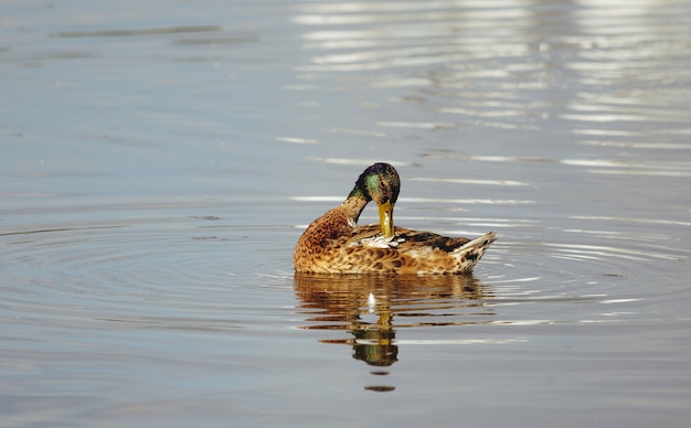 Un canard dans un étang nettoie ses plumes