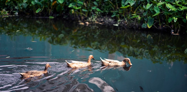 Un canard dans un étang avec quelques autres canards dessus