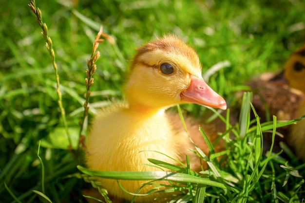 Canard dans l'herbe gros plan Animaux vivant dans le village