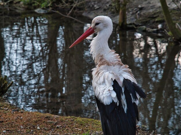 Photo un canard dans un lac