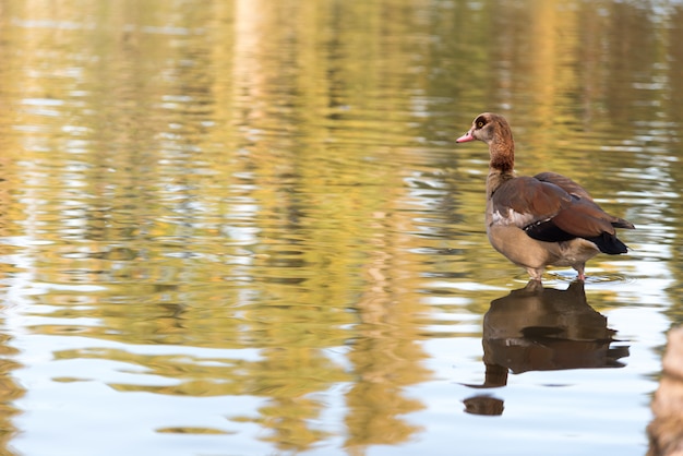 Canard dans un lac