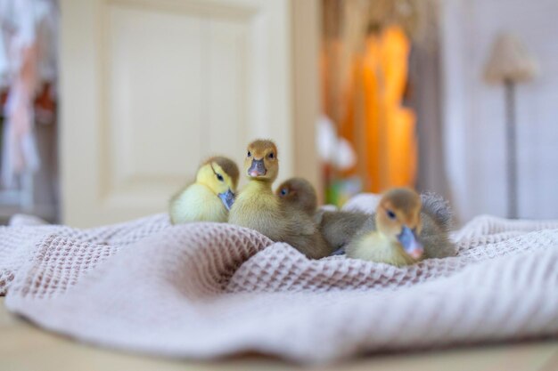 Photo canard dans un panier sur la véranda d'une maison de campagne concept de vibrations de printemps et de pâques