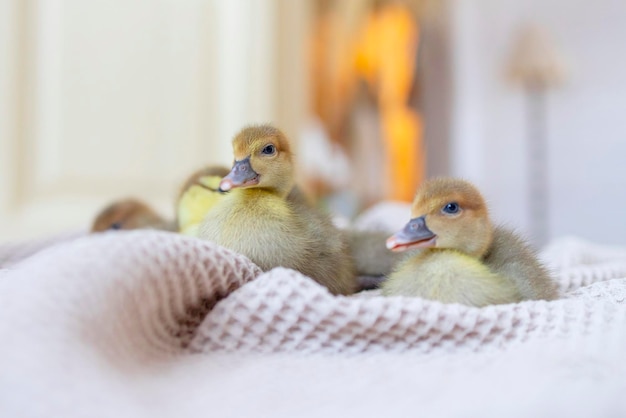 canard dans un panier sur la véranda d'une maison de campagne concept de vibrations de printemps et de Pâques