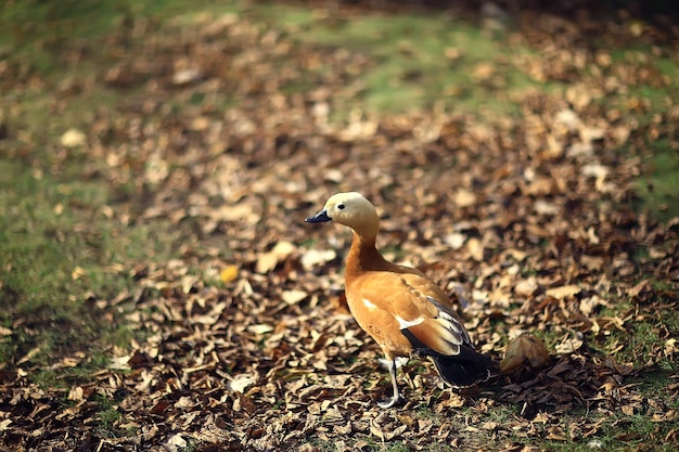 canard dans le parc d'automne, vue sur la relaxation abstraite seule