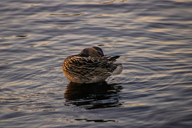 Canard dans la rivière