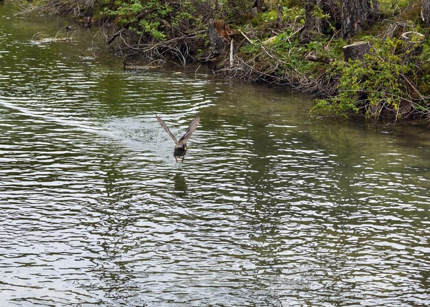 Le canard décolle magnifiquement de la surface du lac.
