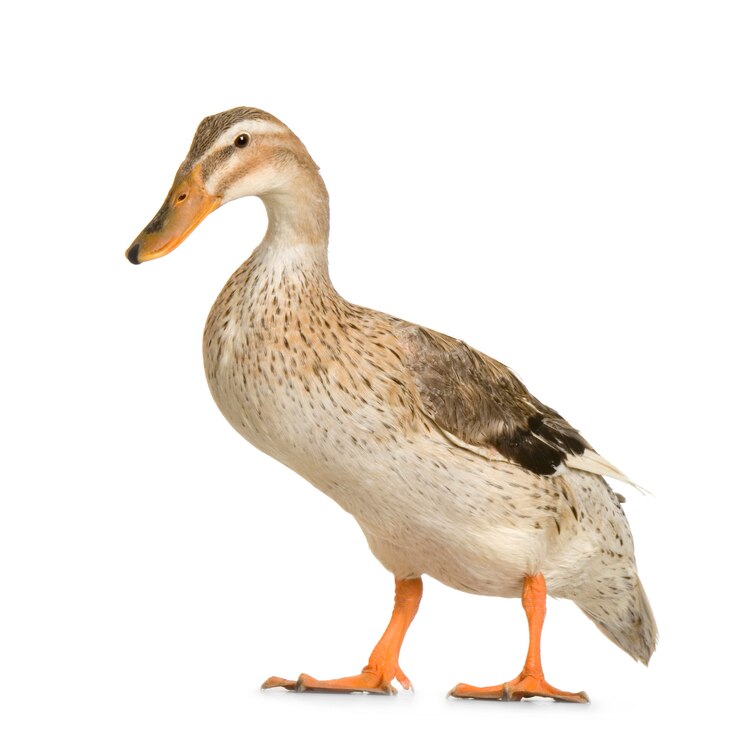 Photo canard devant un fond blanc