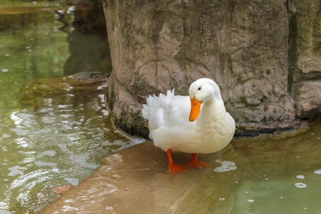 Canard domestique blanc debout dans l&#39;étang