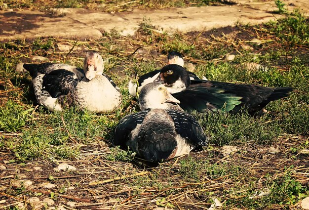 Canard domestique sur fond de cour de ferme. Style effet vintage.