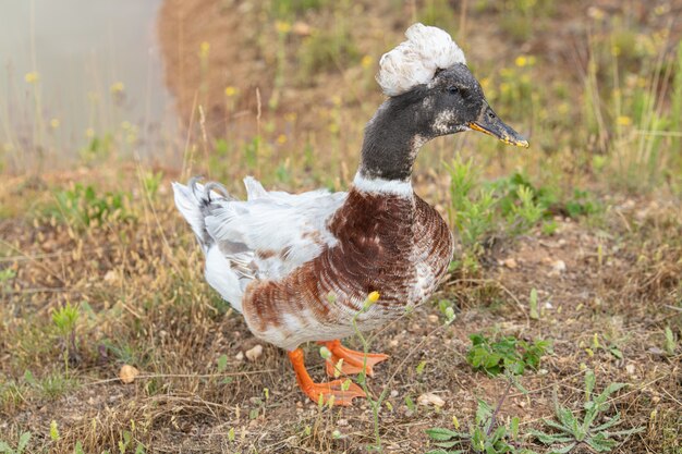 Canard domestique avec pompon dans l'herbe