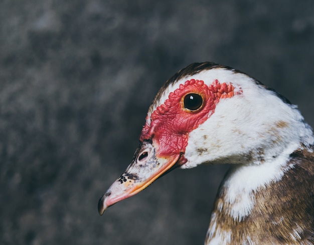 Canard domestique vivant