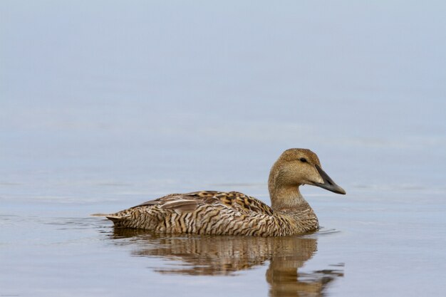 Canard eider à duvet femelle nageant dans un étang