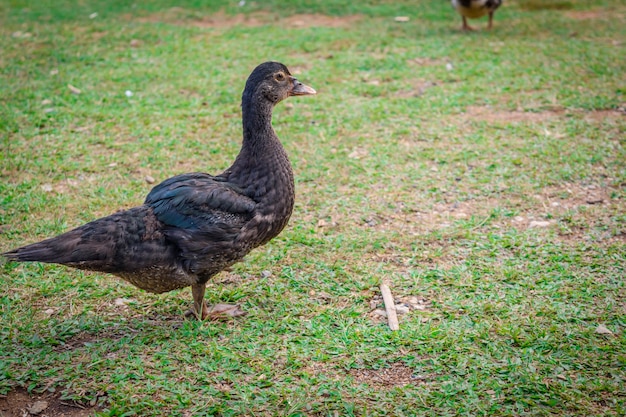 Le canard est un animal domestique