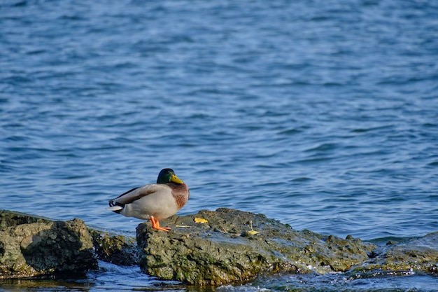 Le canard est assis au bord de la mer en pierre au soleil