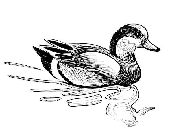 Un canard est assis dans l'eau et le mot canard est en bas à droite.