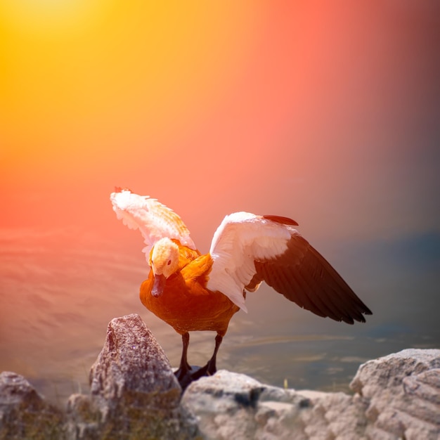 Un canard est assis sur des pierres sous les rayons du soleil qui déploie ses ailes et les ondule