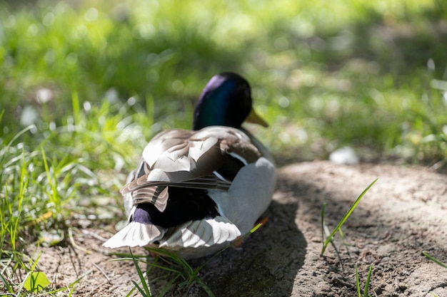 Un canard est assis sur un rocher dans l'herbe.