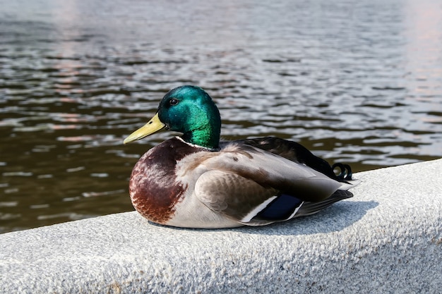 Un canard est couché sur une clôture en pierre près de la rivière