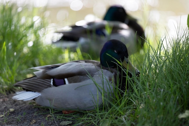 Un canard est couché dans l'herbe avec une tête verte.