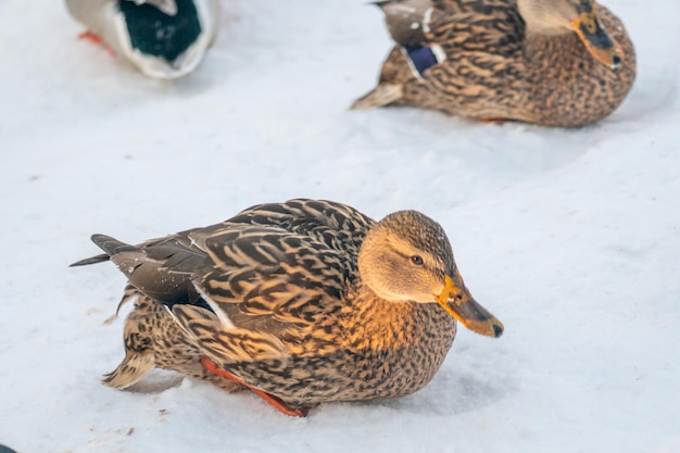 Un canard est debout dans la neige.