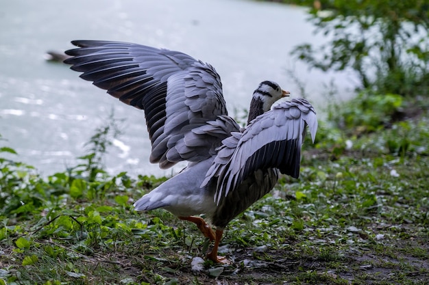 Le canard est sur l'herbe verte de la ferme