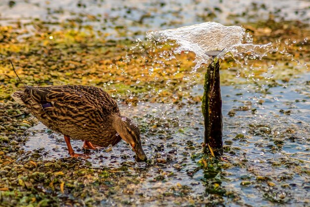 Photo un canard est à la recherche de nourriture.